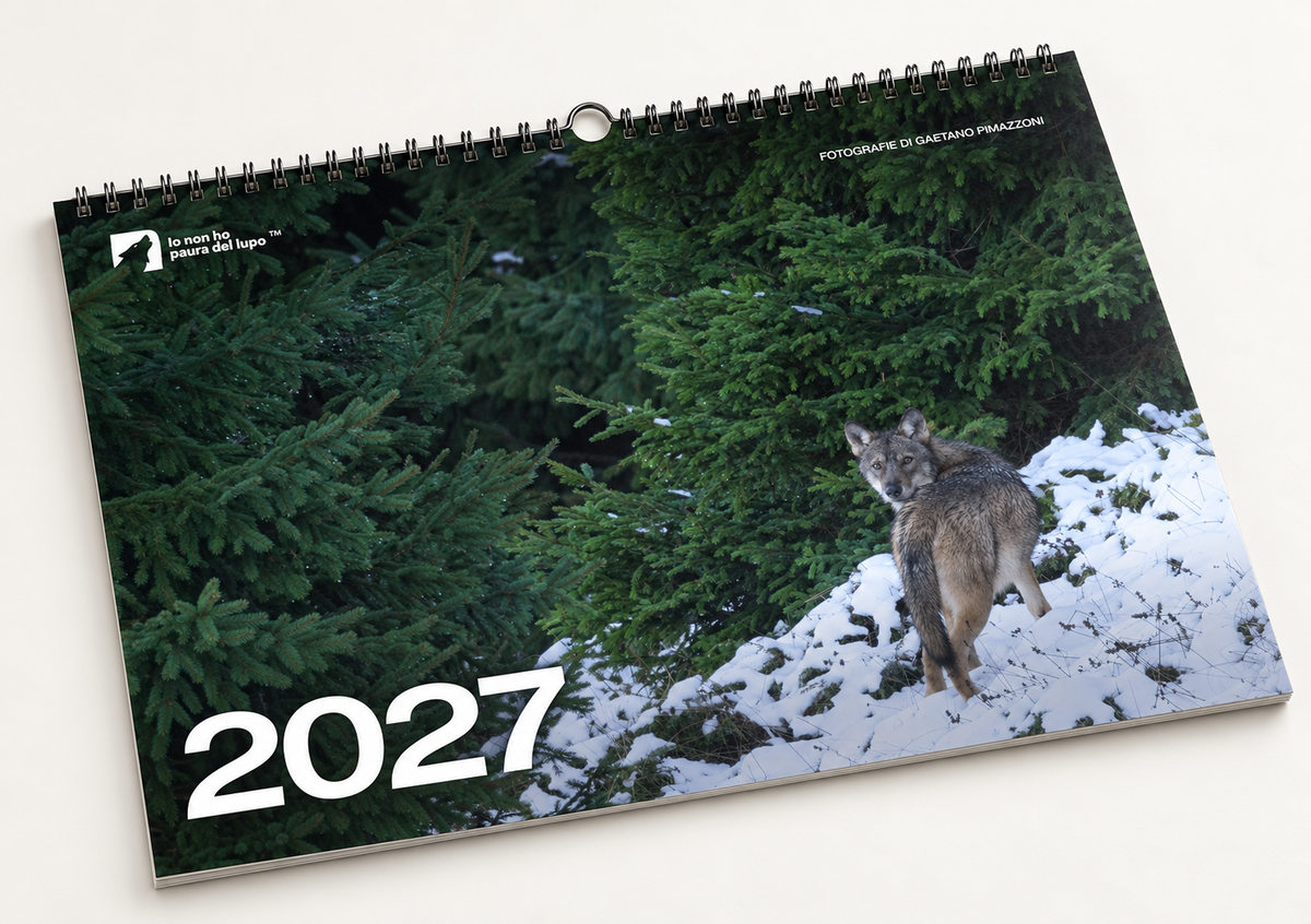 Calendario da parete 2027 - Io non ho paura del lupo - Gaetano Pimazzoni