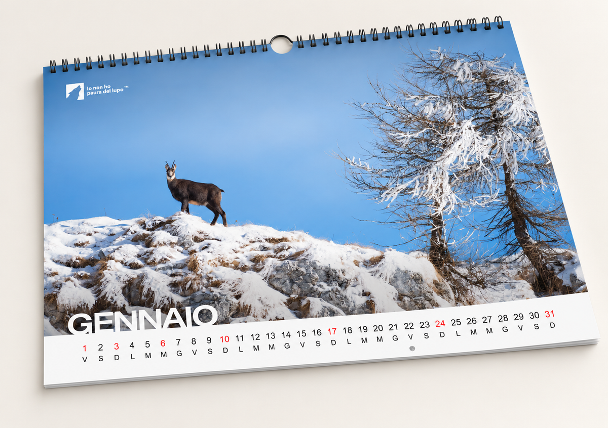Calendario da parete 2027 - Io non ho paura del lupo - Gaetano Pimazzoni