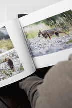 Storie di lupi - il libro